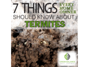 7 Things Every homeowner should know about Termites