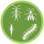 General Pest Control in Houston