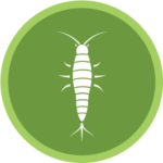 Silverfish