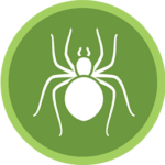 Spider Pest