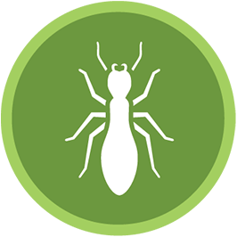 Termite Removal