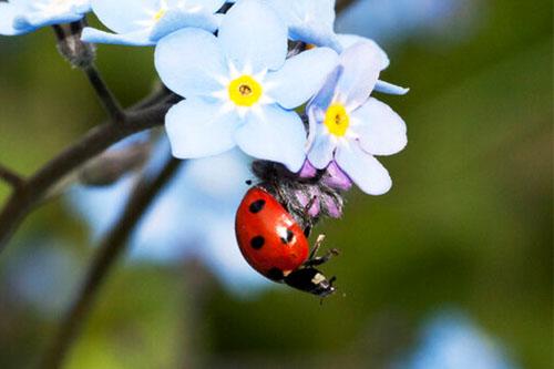 Ladybugs vs. Asian Lady Beetles